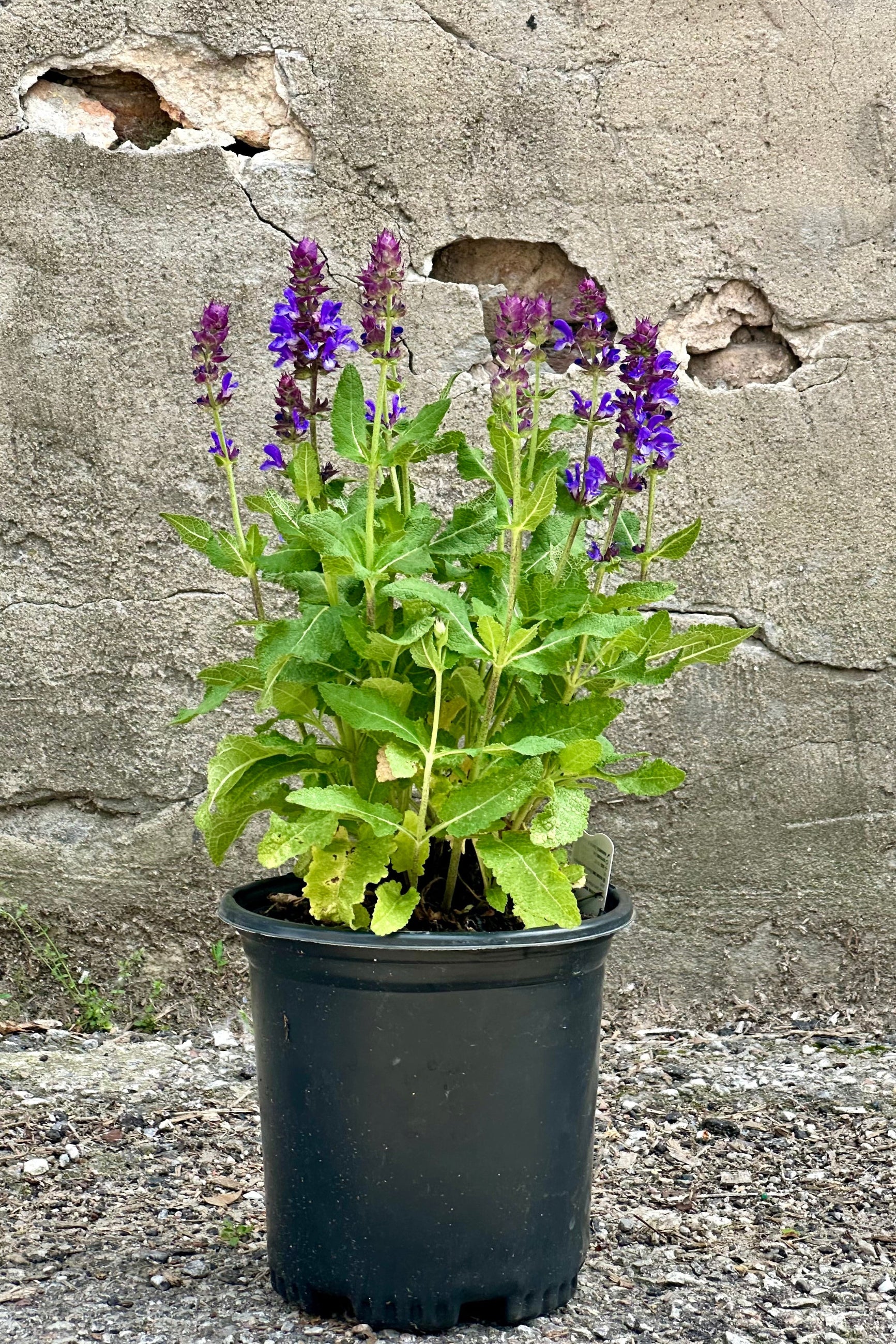 Salvia 'Blue Marvel' in full bloom mid May with its blue purple flowers in a #1 growers pot. ©Sprout Home