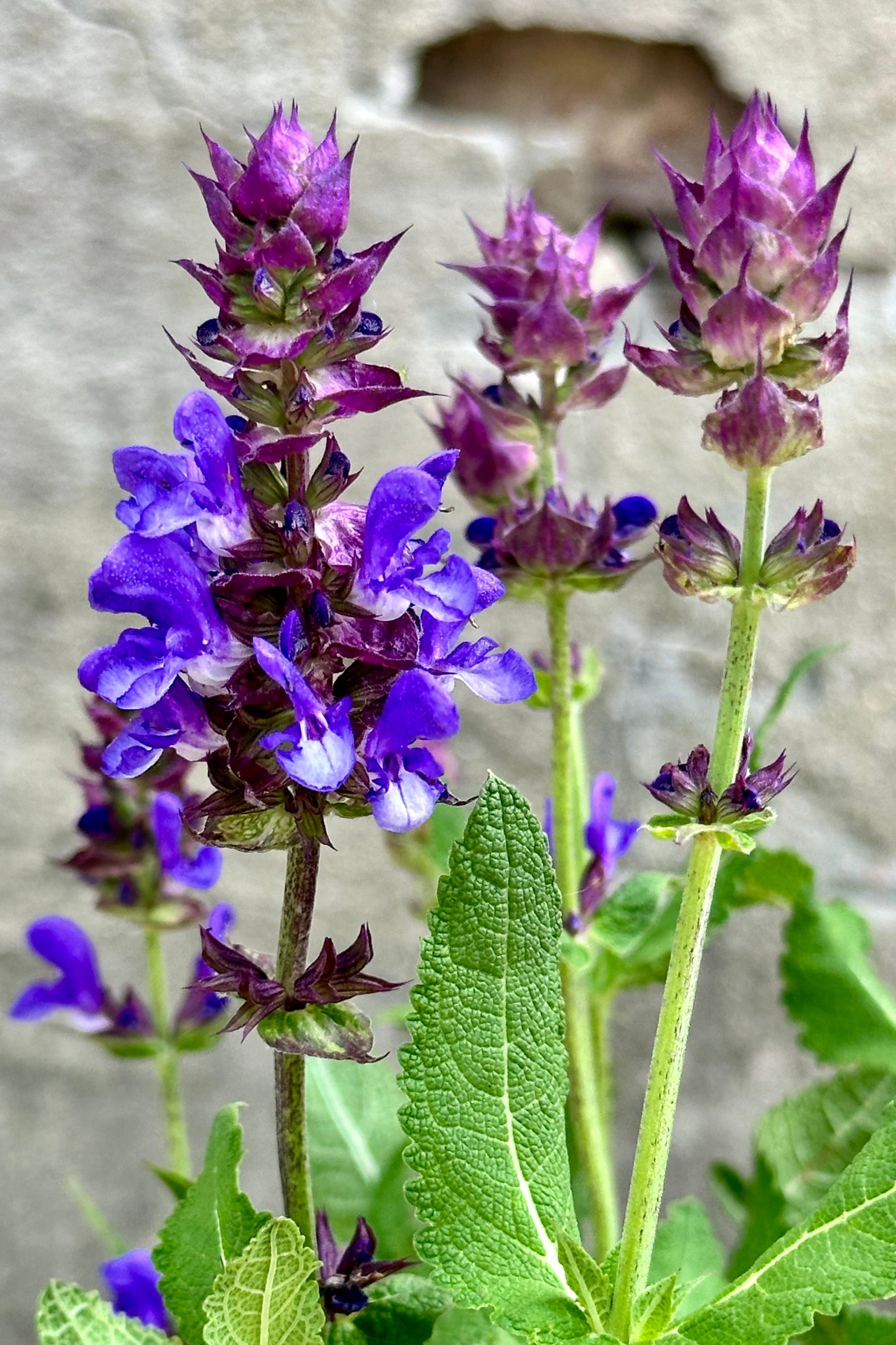 Salvia 'Blue Marvel' in full bloom with its blue purple flowers up close mid May at Sprout Home. ©Sprout Home