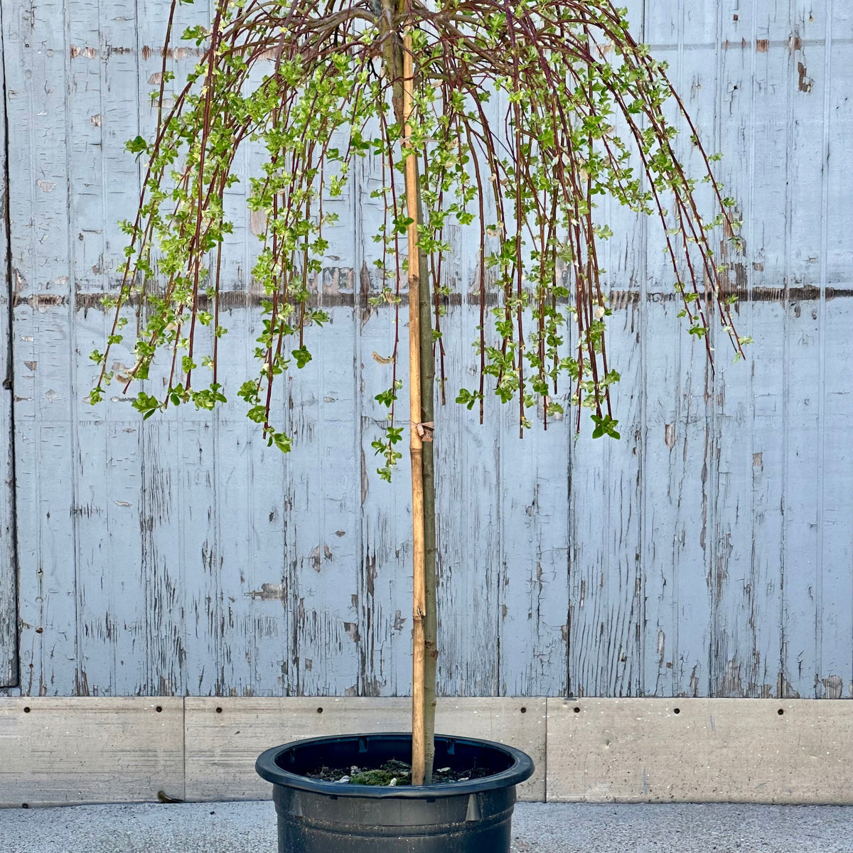 weeping pussy willow house plant Salix c. 'Pendula' #10 standard