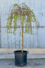 A weeping Salix tree at Sprout Home the end of April in front of a wooden wall. 