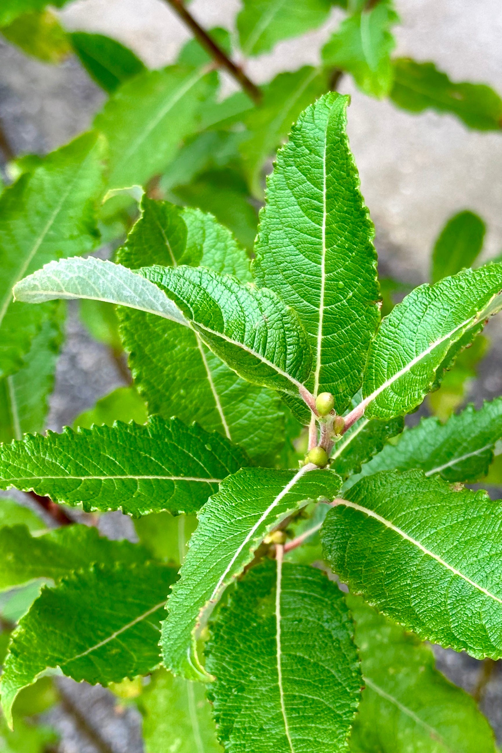 The green leaves of the Salix discolor mid June   ©Sprout Home