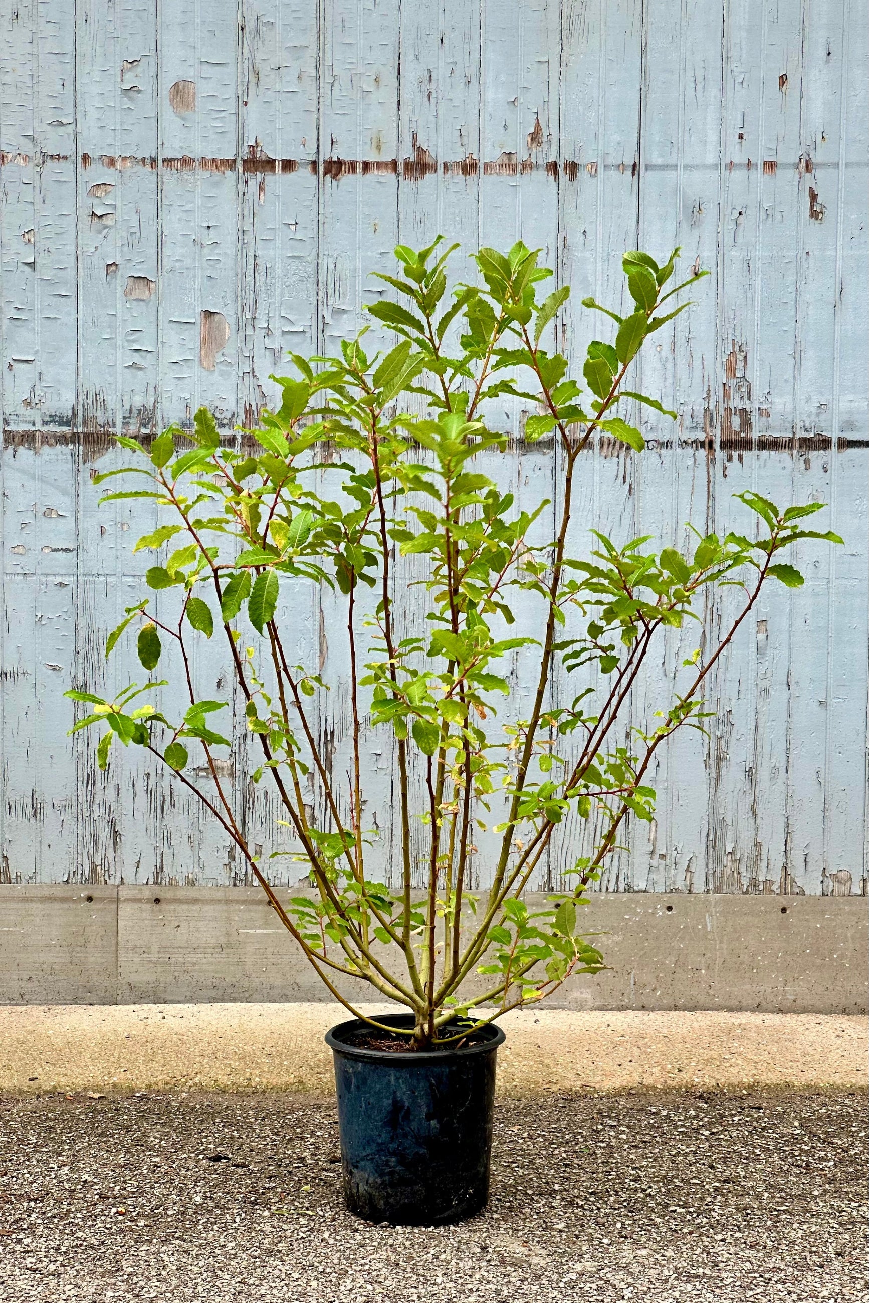 Salix discolor shrub mid to late June showing off its green leaves housed in a #2 growers pot.   ©Sprout Home