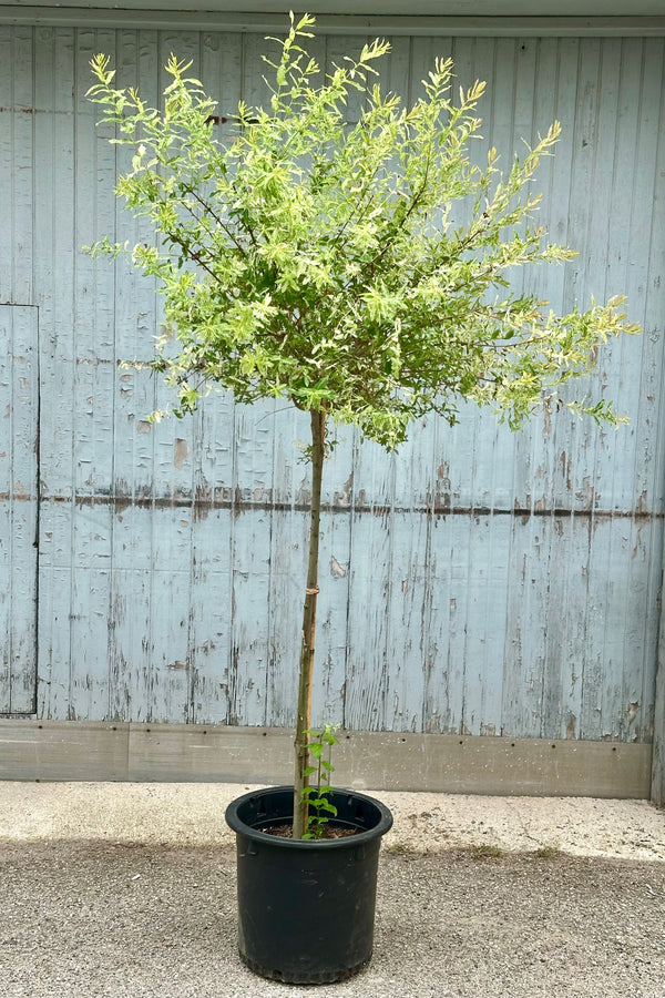 Salix 'Hakuro Nishiki' tree form in a #10 growers pot the beginning of June with green and cream leaves. 