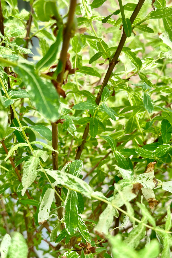 Close up of the green and cream colored leaves of the Salix 'Hakuro Nishiki' in the beginning of June