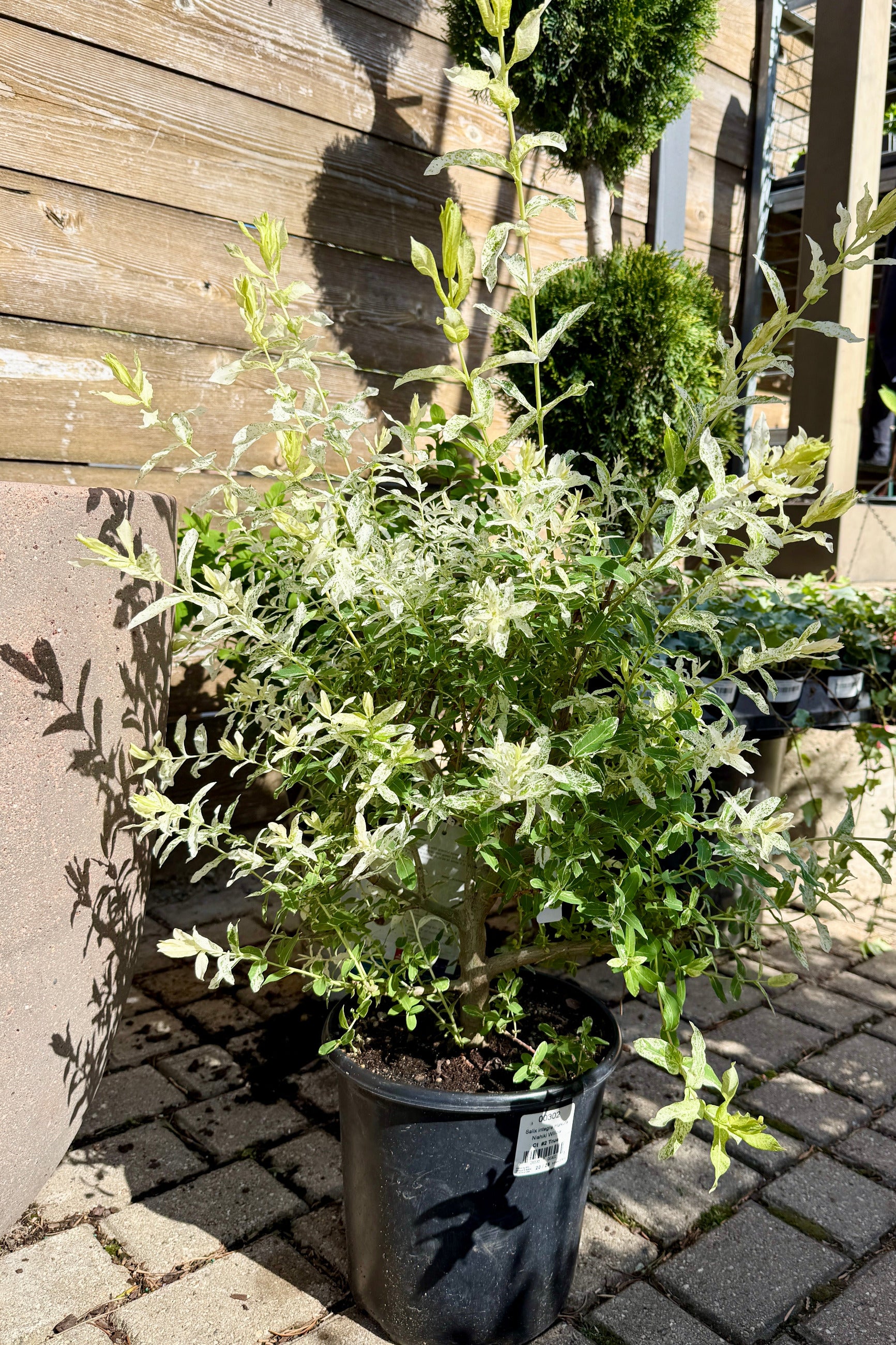 Salix integra 'Hakuro Nishiki' in a #2 growers pot the beginning of May in the Sprout Home yard with its white and green foliage ©Sprout Home