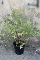 Salix 'Hakuro Nishiki' in a #3 growers pot the end of May showing its cream and green variegation with hints of pink tips in front of a concrete wall. 