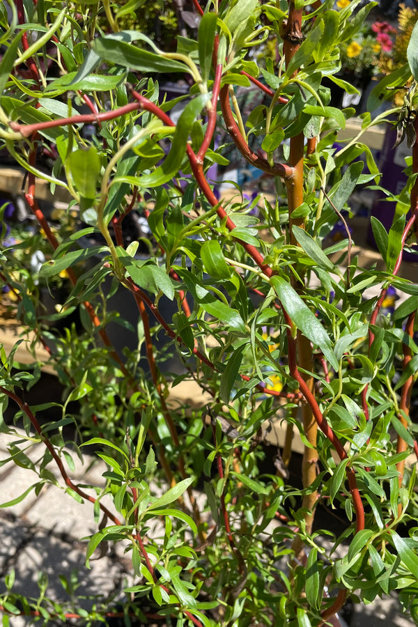 Salix 'Scarlet Curls' detail picture showing the curling dark branches and bright green leaves. 