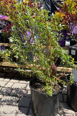 Salix 'Scarlet Curls' in a #3 pot size the beginning of May just starting to leaf out showing the green leaves and dark curling branches. 