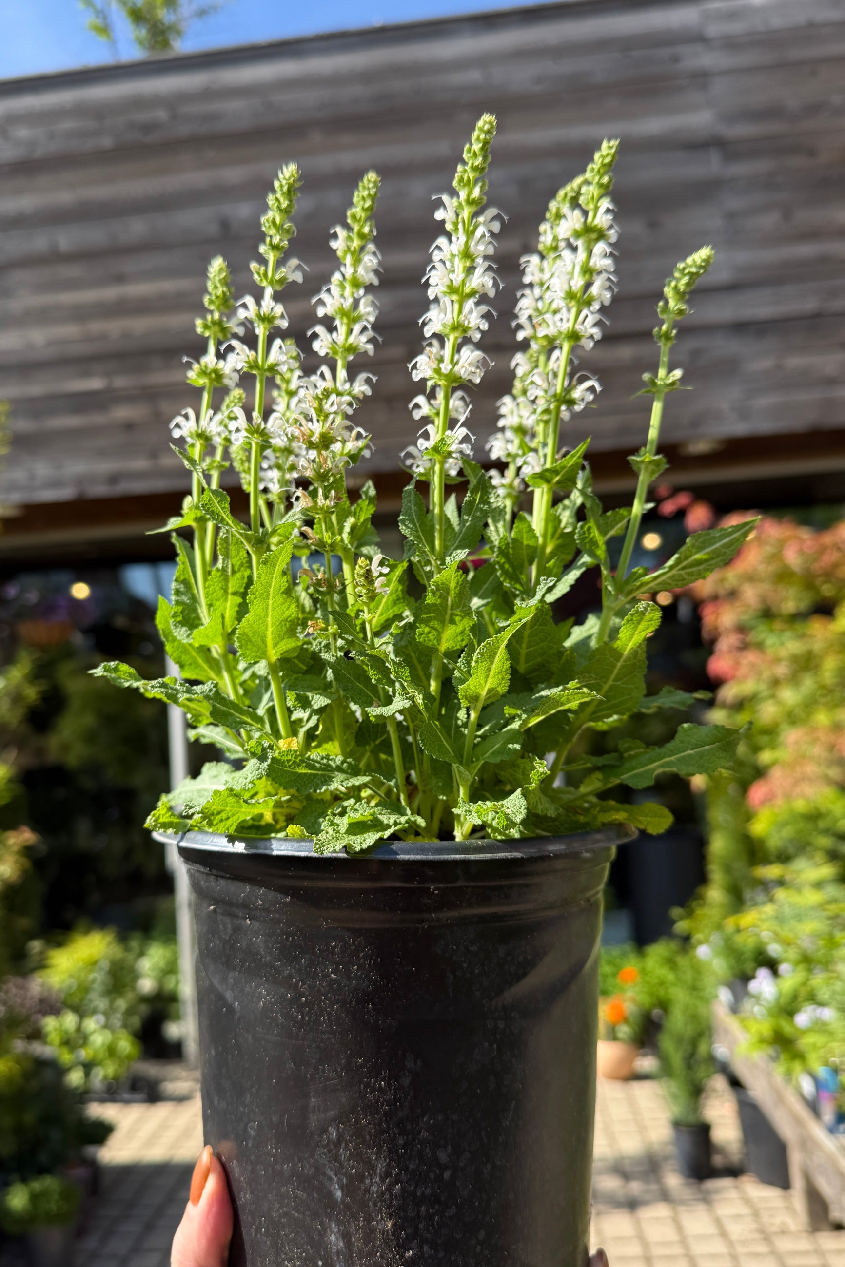 Potted Salvia 'Bumblesnow' plant in a #1 growers pot the middle of May in bloom with white flowers held in front of a wooden fence ©Sprout Home