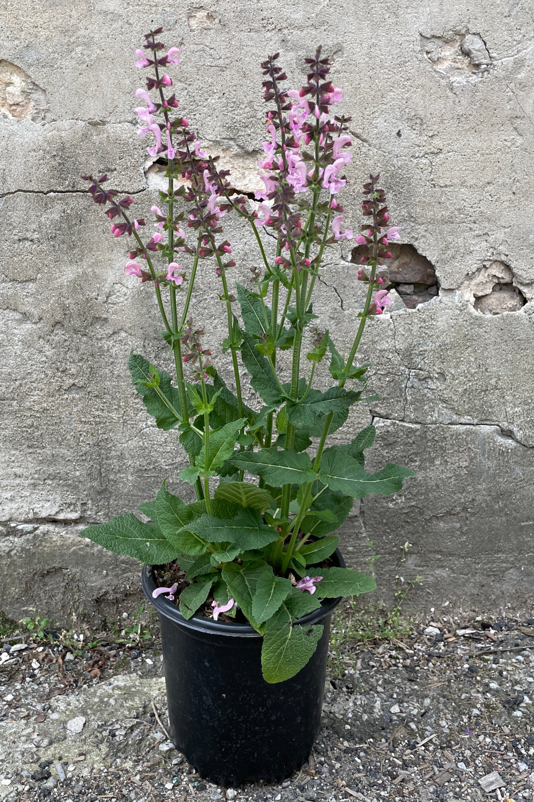 Salvia 'Ballerina Pink' in a #1 growers pot the end of May in bud and bloom against a concrete wall. ©Sprout Home