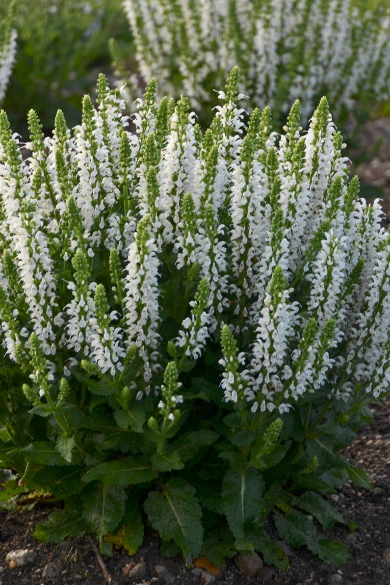 Salvia 'Bumblesnow' perennials plated in a garden setting ©Hoffie Nursery
