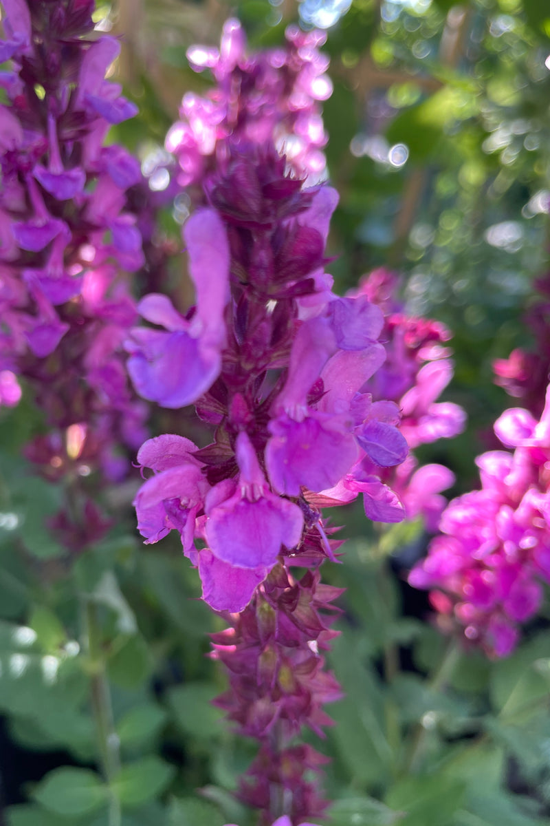 detail of the rose colored flowers mid to late May at Sprout Home of Salvia 'Rose Marvel' 