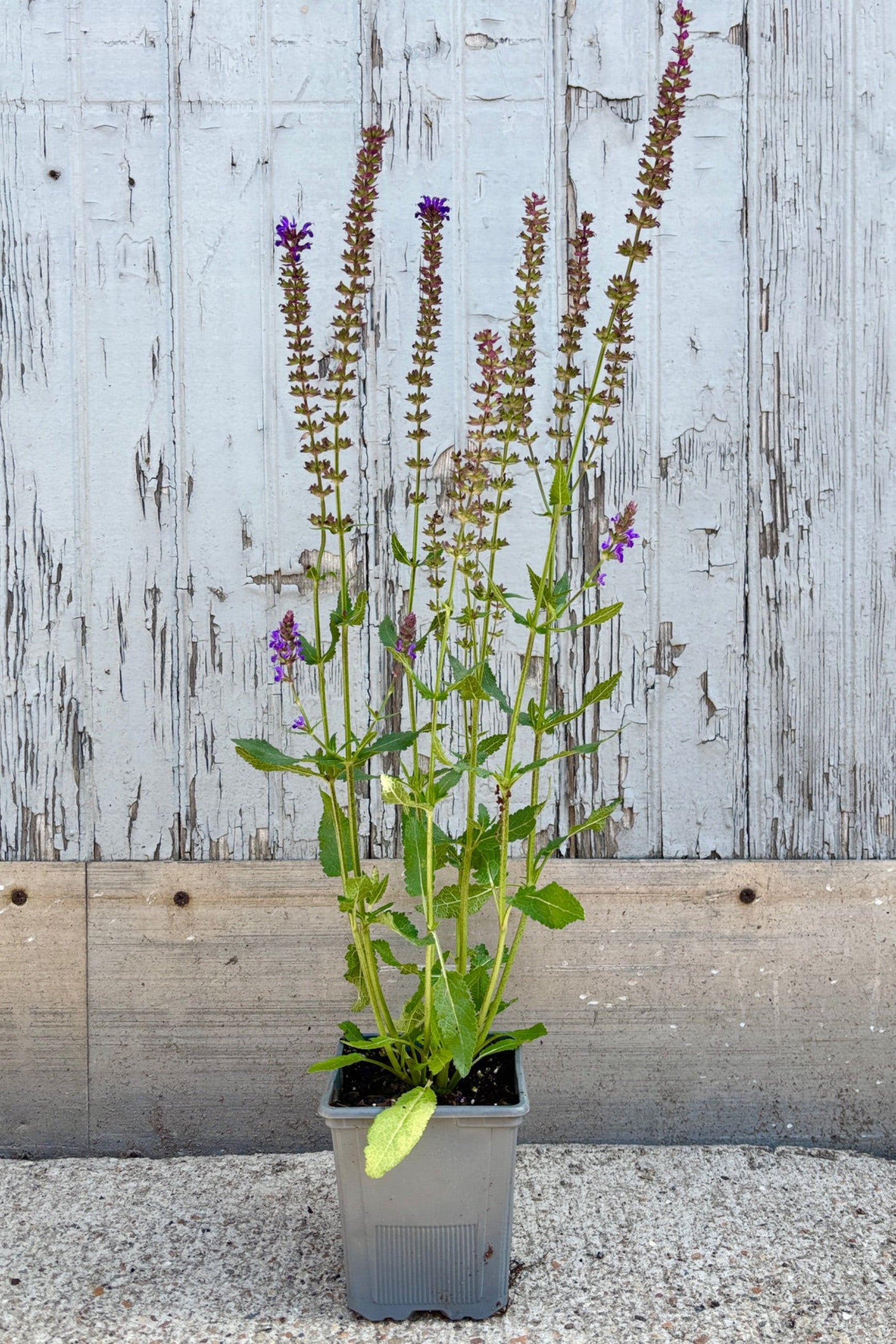 Salvia with multiple spikes of small purple flowers against a grey wall ©Sprout Home