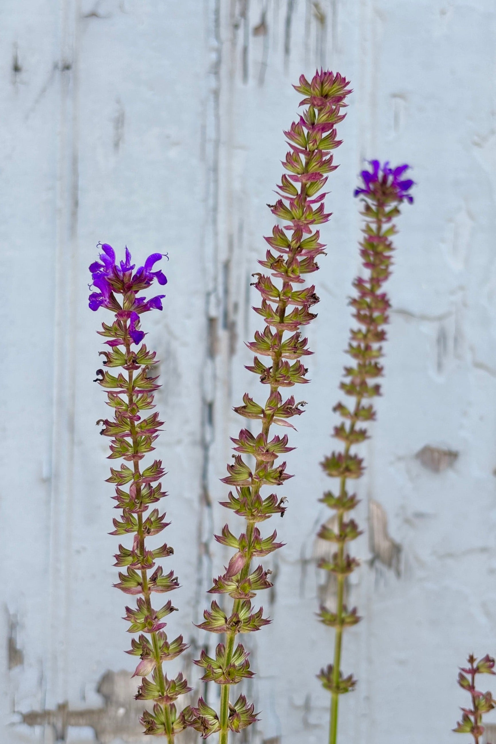 Close up of purple flower spikes against a grey wall ©Sprout Home