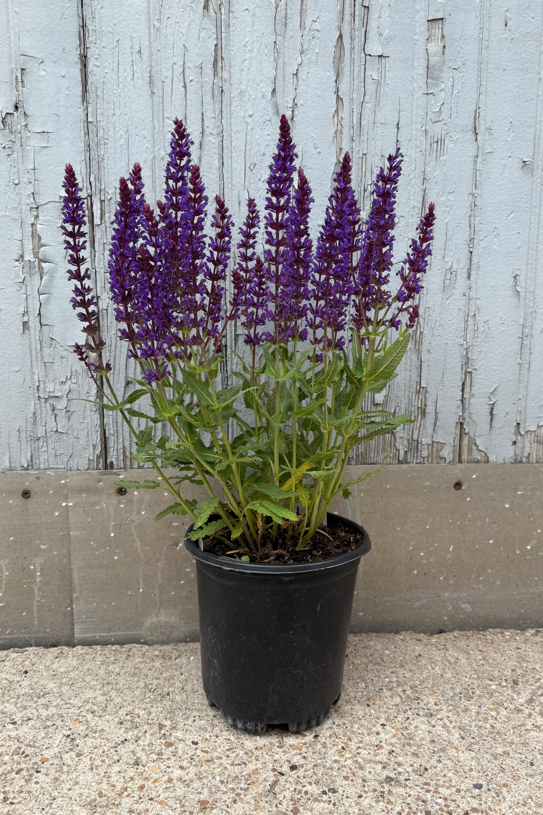 Salvia n. 'Wesuwe' in a #1 growers pot in bloom the end of May ©Sprout Home