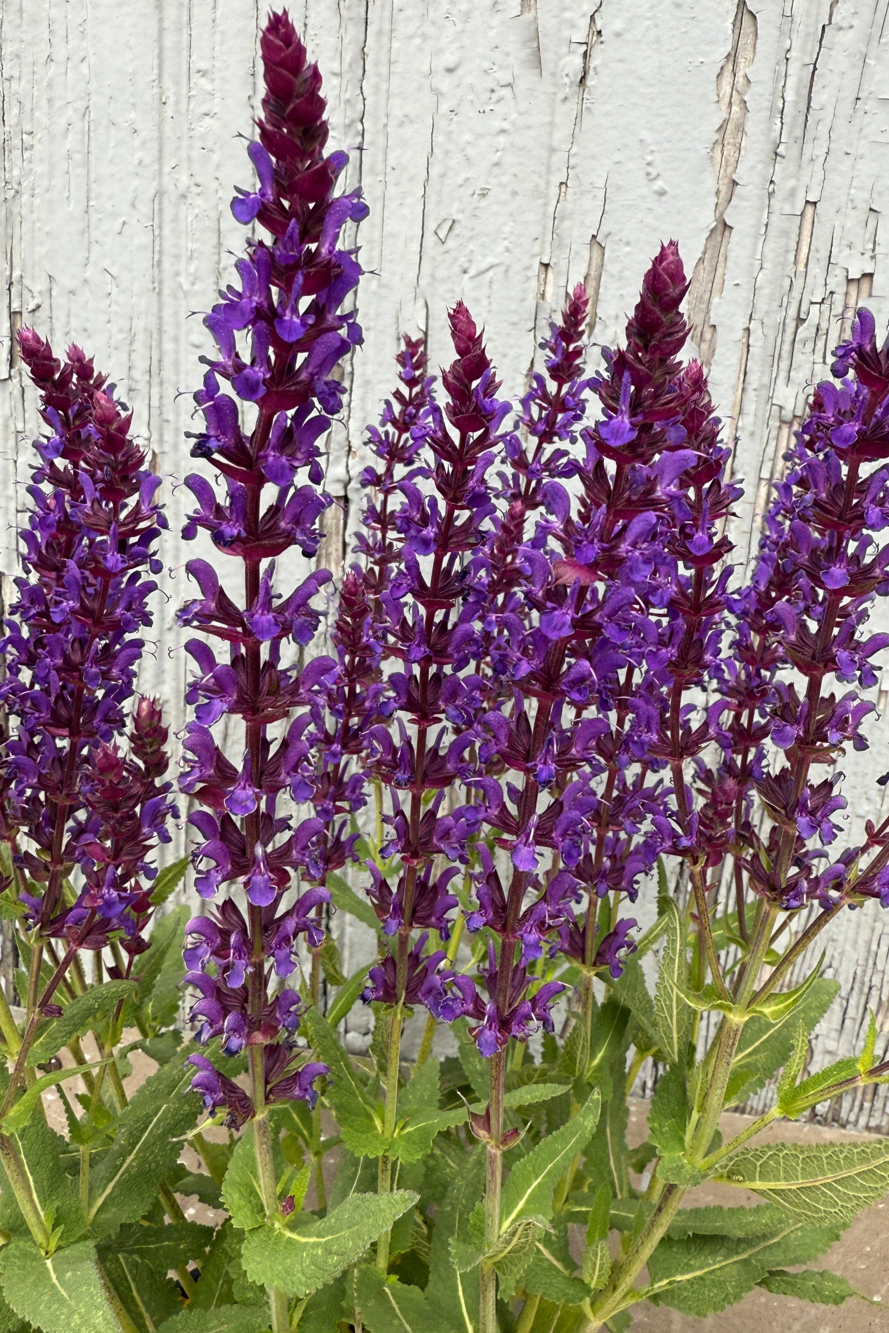 Salvia n. 'Wesuwe' up close and in bloom the end of May ©Sprout Home