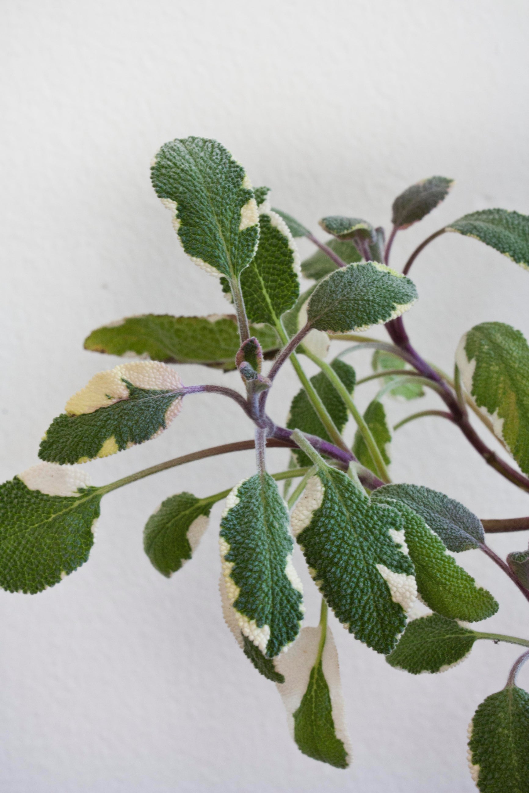 Close-up of a green leafy Salvia officinal "Tricolor Sage" plant on a light background ©Sprout Home