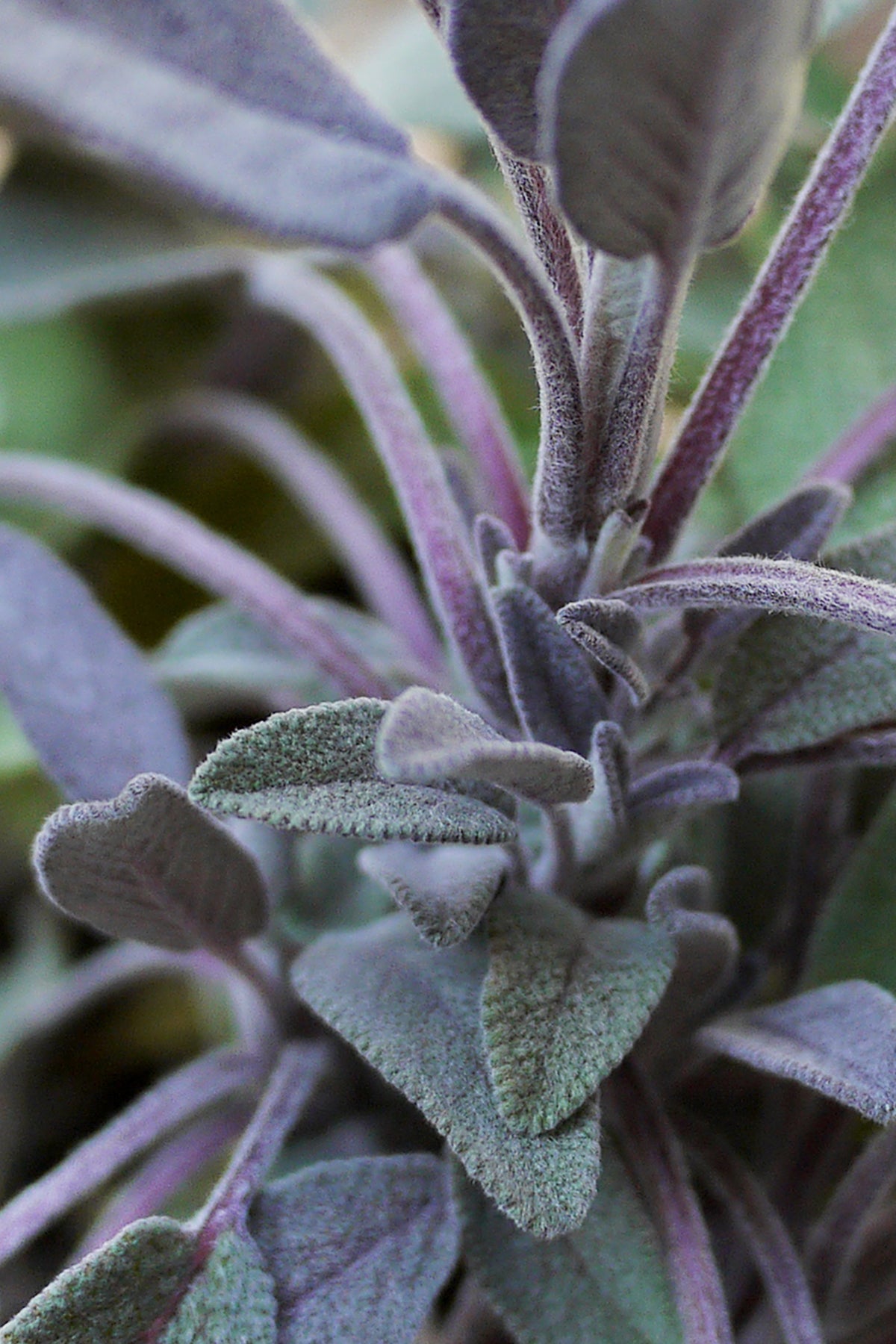 Close-up of green Salvia officinalis "Purple Sage" leaves with a blurred background ©Sprout Home