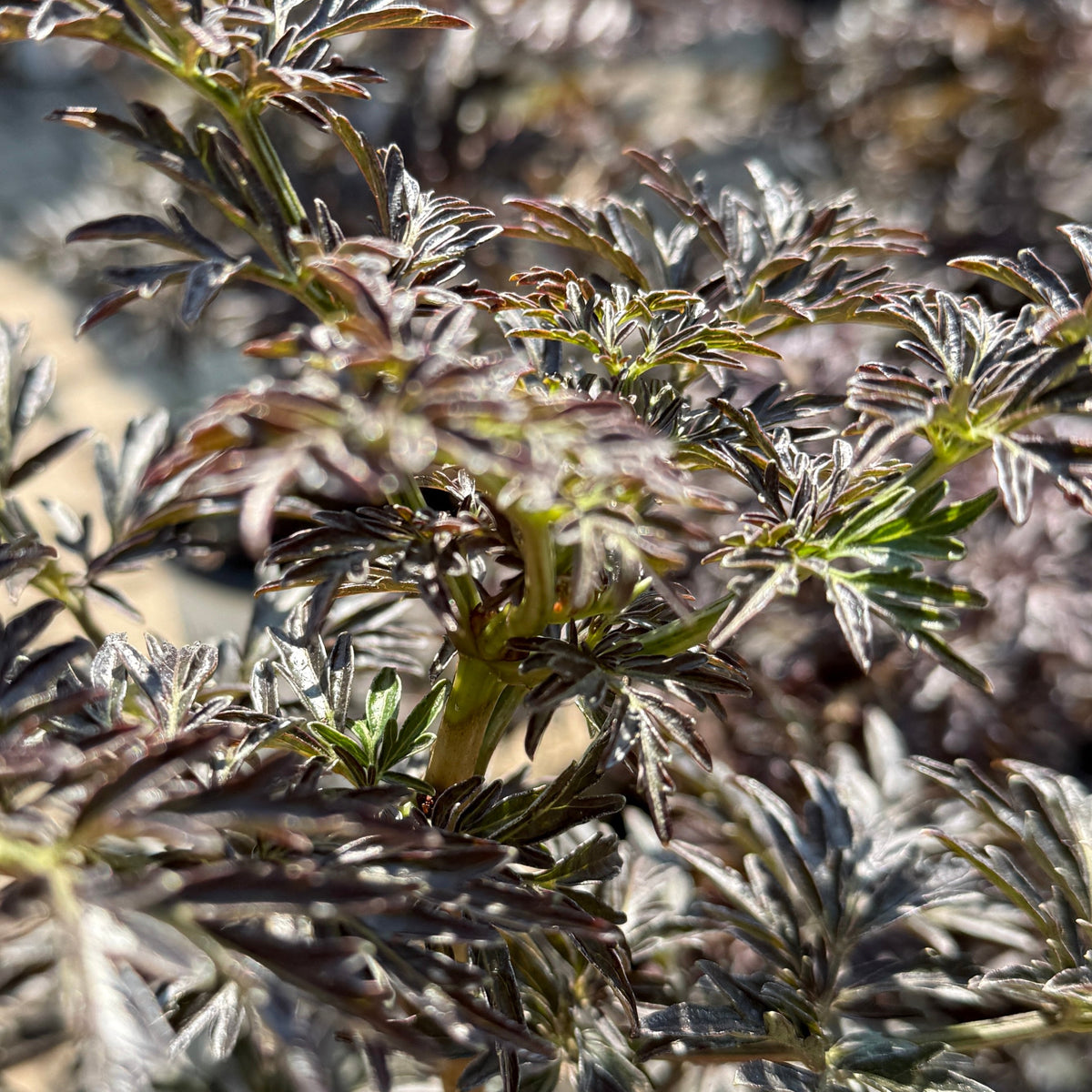 black lace plant Sambucus n. 'Laced Up' #2 at SPROUT HOME