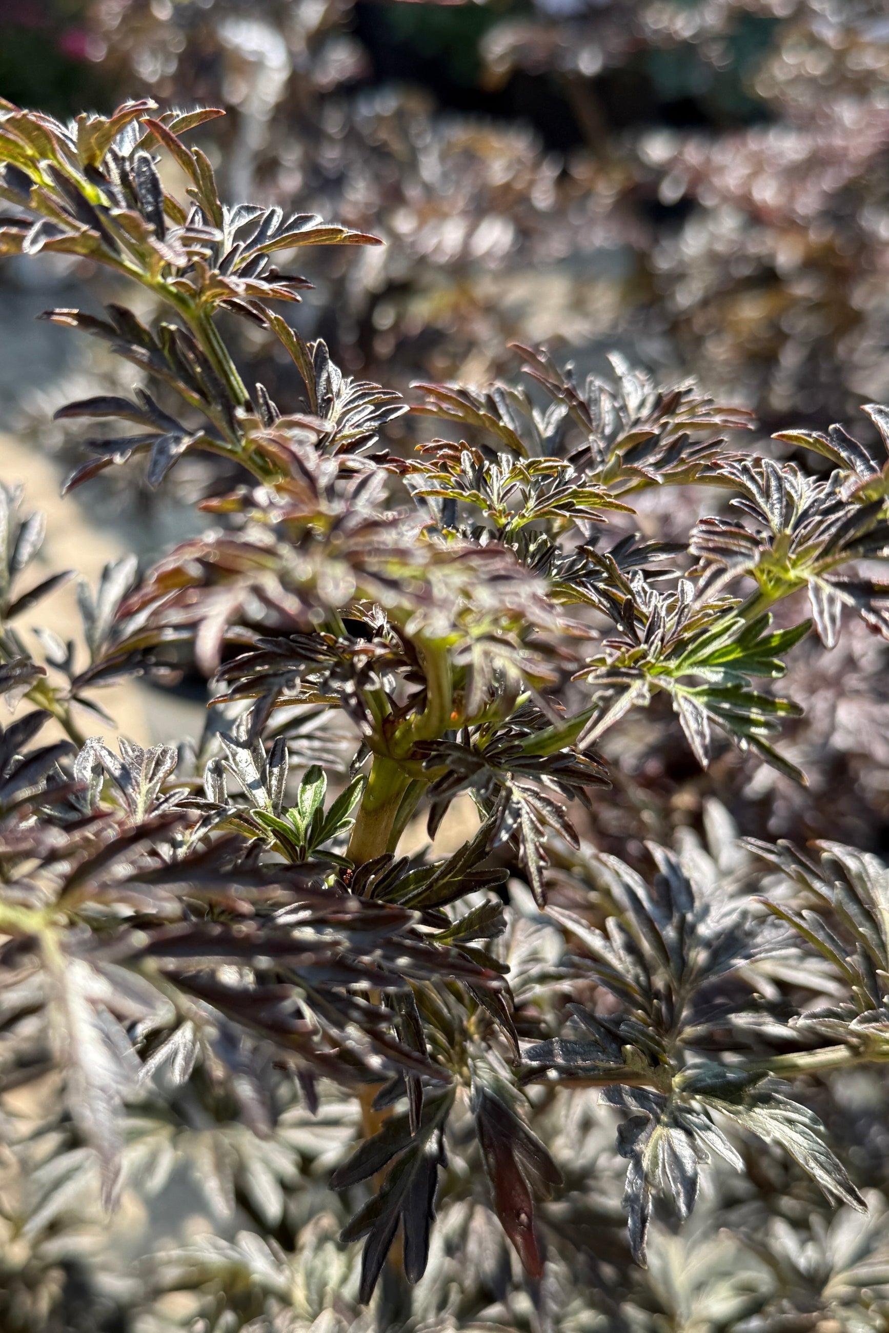 Sambucus n. 'Laced Up' detail of the dark frilly leaves the beginning of August ©Sprout Home
