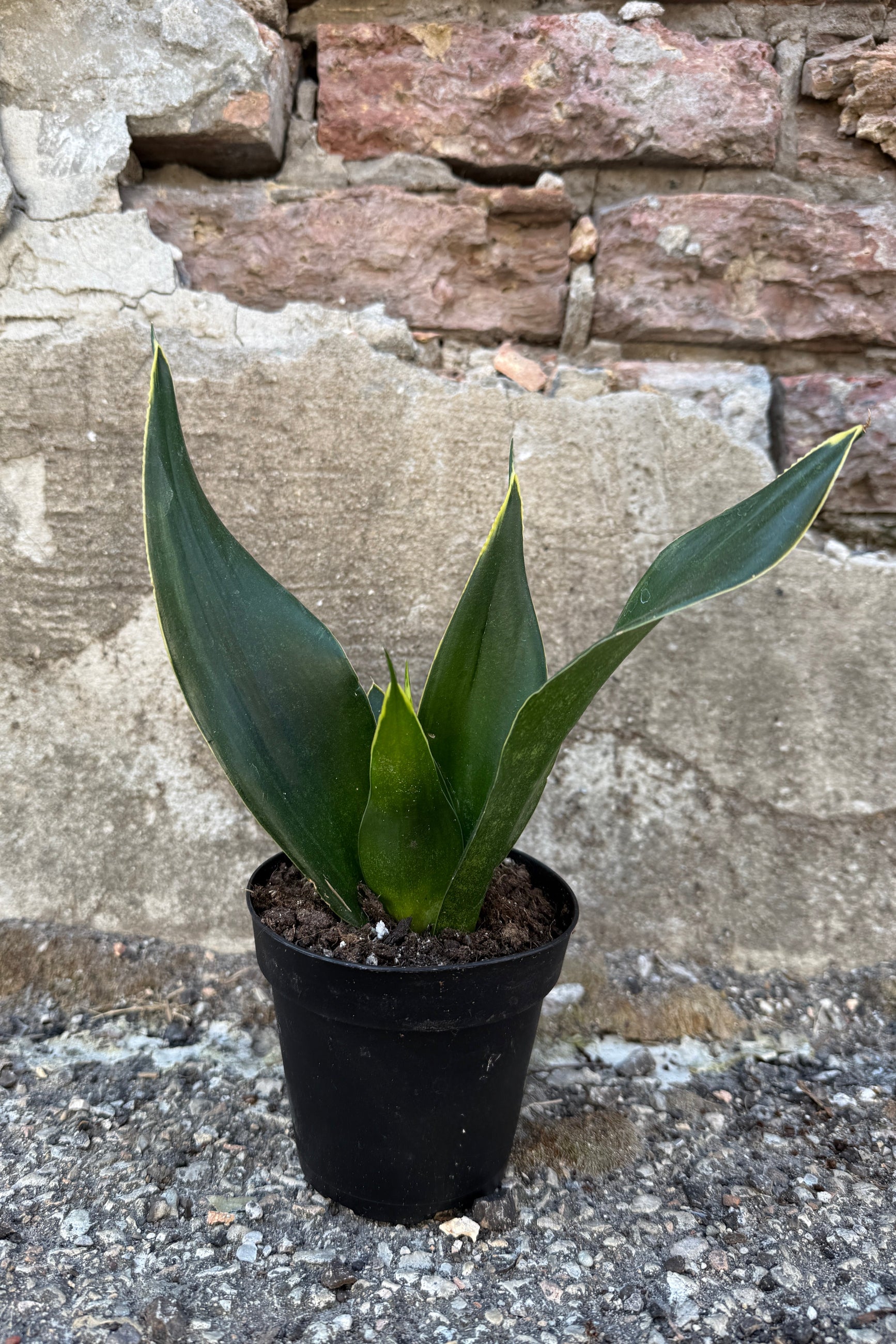 Sansevieria 'Black Diamond' plant I a 4" growers pot against a concrete and brick wall ©Sprout Home