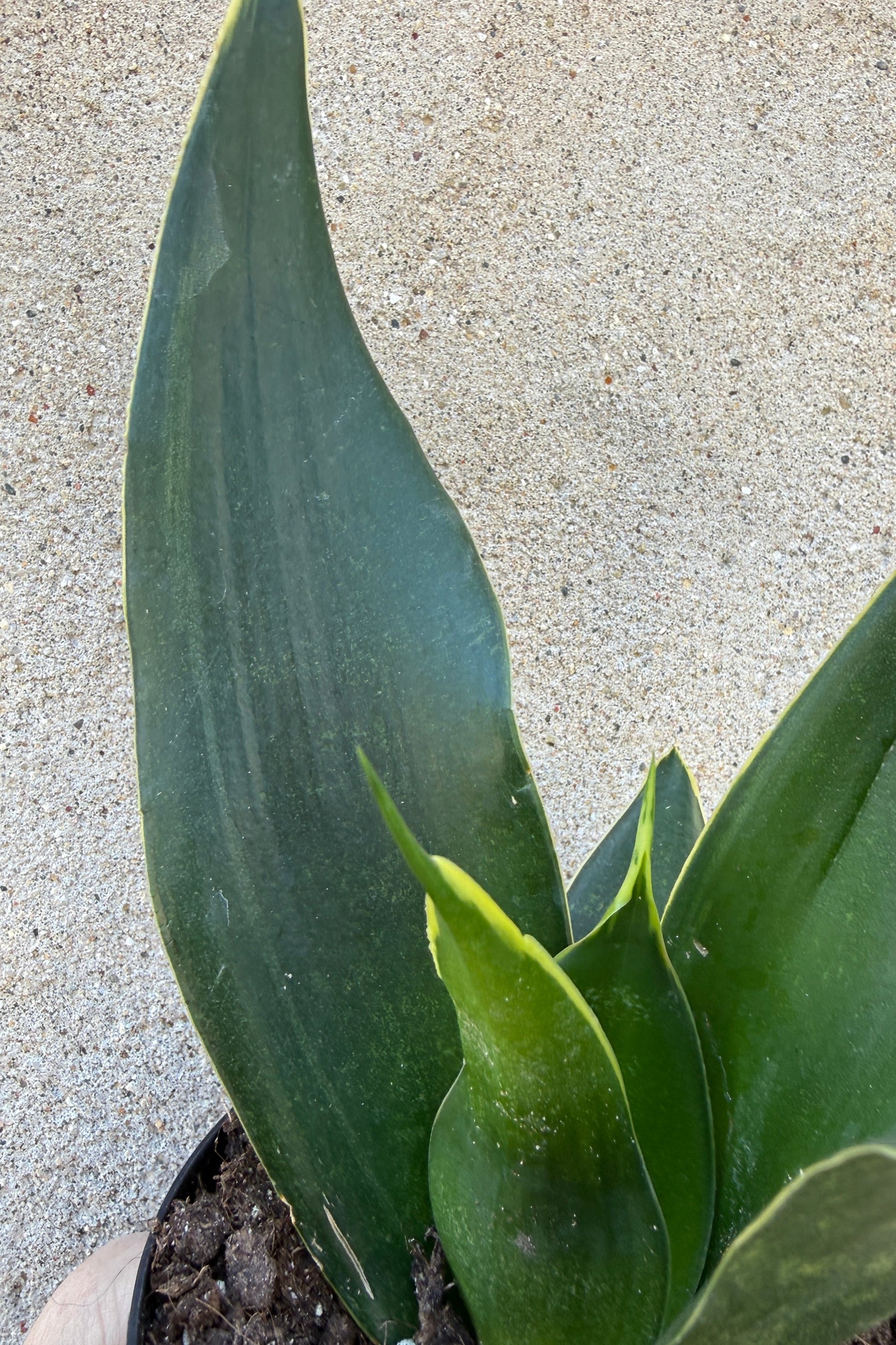 Sansevieria 'Black Diamond' plant up close in a pot on a concrete surface ©Sprout Home