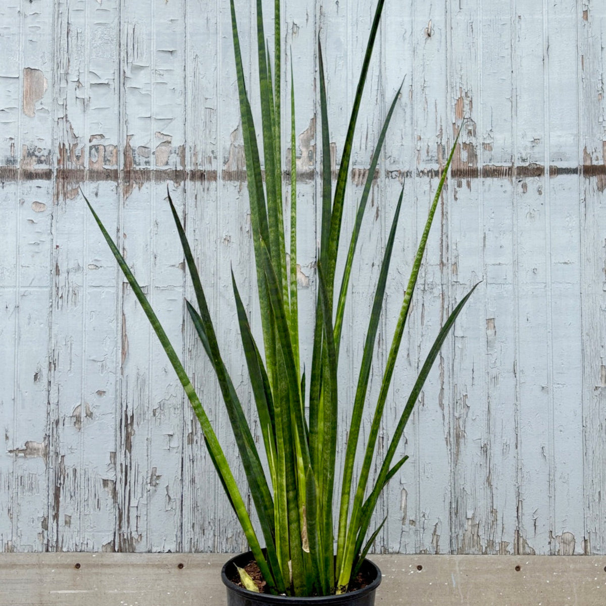 african spear sansevieria cylindrica Sansevieria cylindrica 'African Spears' 10