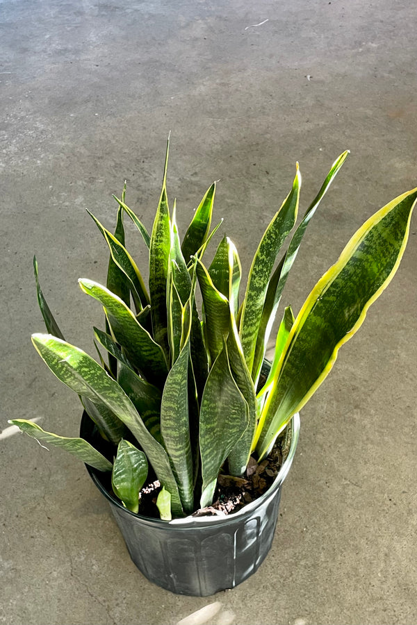 Photo of Sansevieria "Snake Plant" 'Dakota' with narrow dark green mottled leaves with a thick yellow margin in a black pot against a cement background.