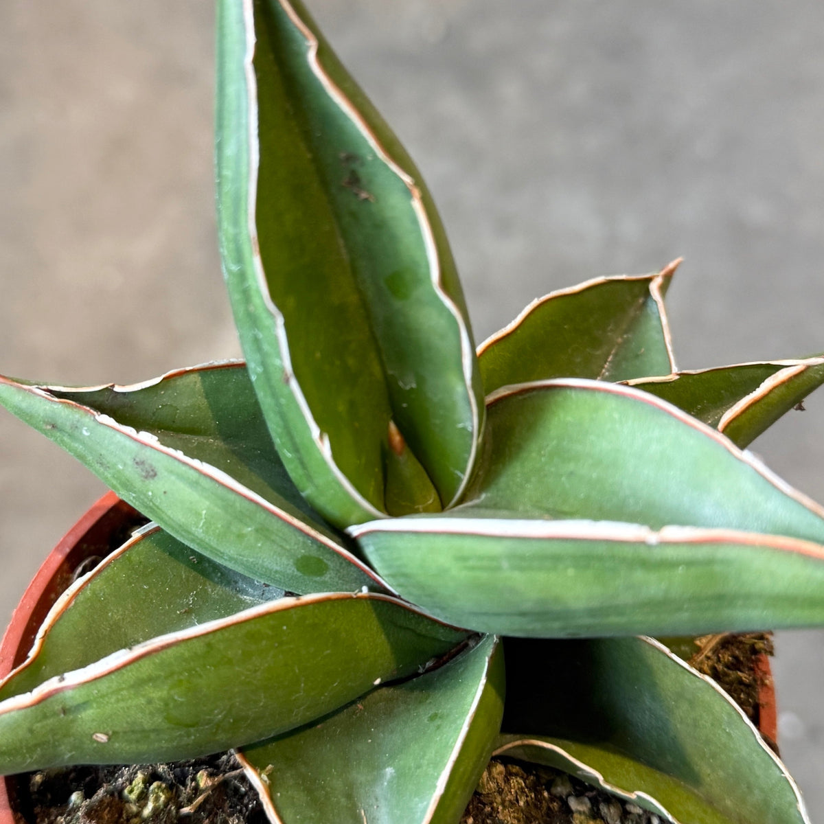 Sansevieria ehrenbergii 'Samurai Dwarf' 4