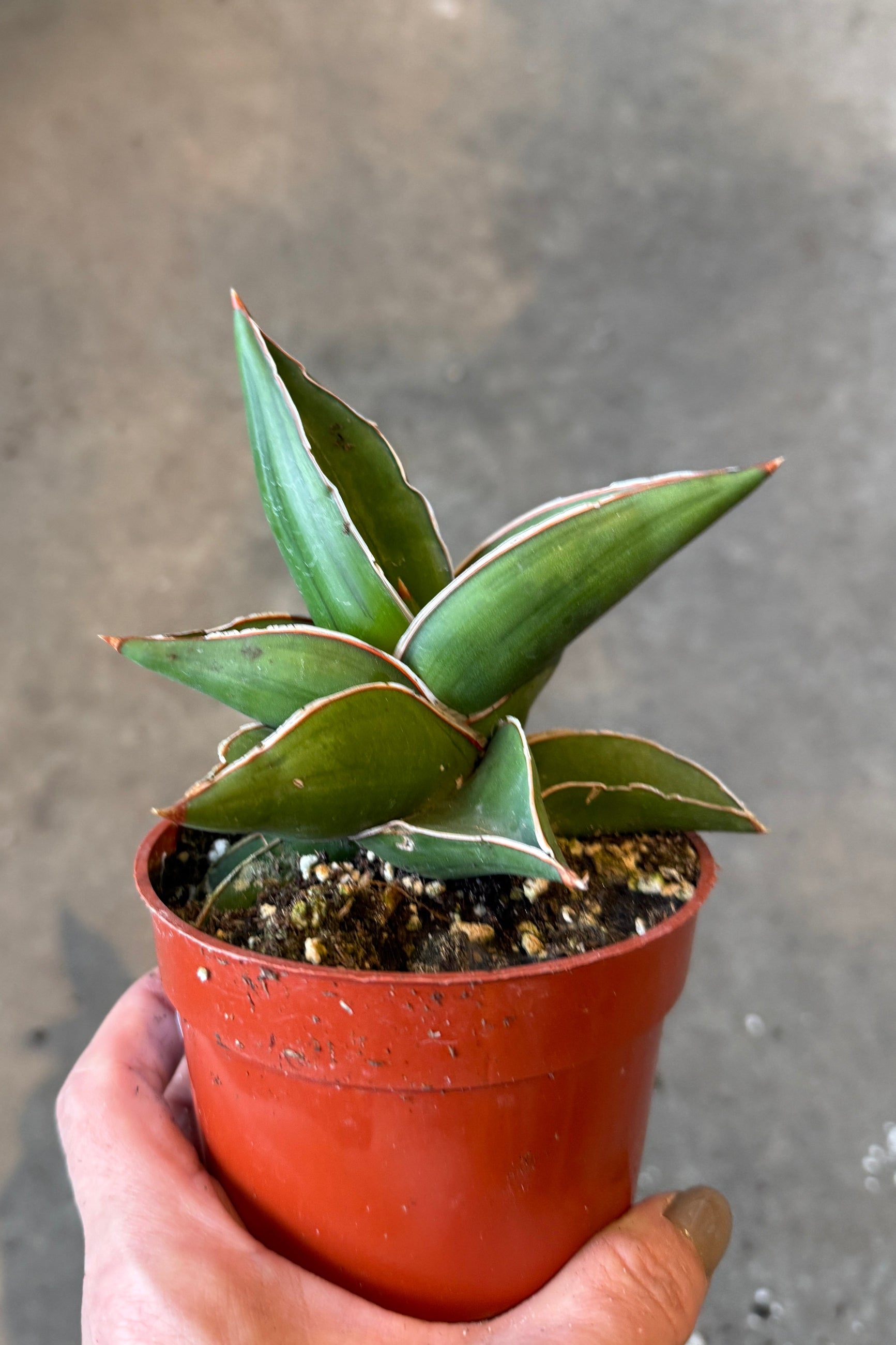 Potted Sansevieria ehrenbergii 'Samurai Dwarf' 4" plant held by a hand against a gray background ©Sprout Home