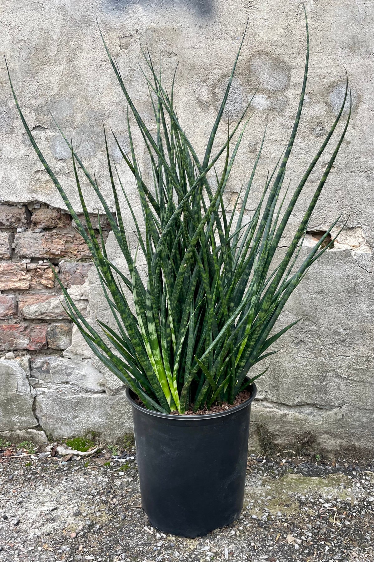 13+ Sansevieria Fernwood Sansevieria 'Fernwood' 10"