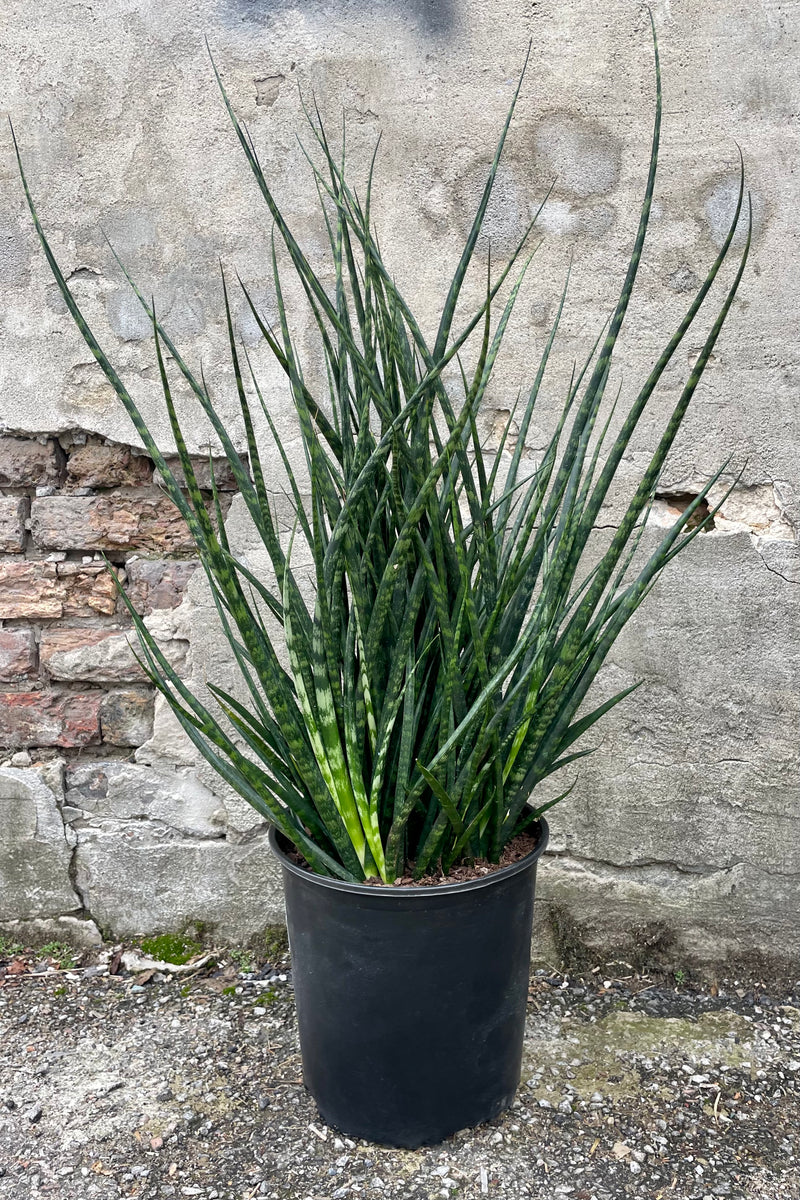 Photo of Sanseveria 'Fernwood' with long, narrow, dark green leaves in a black pot against a cement wall.