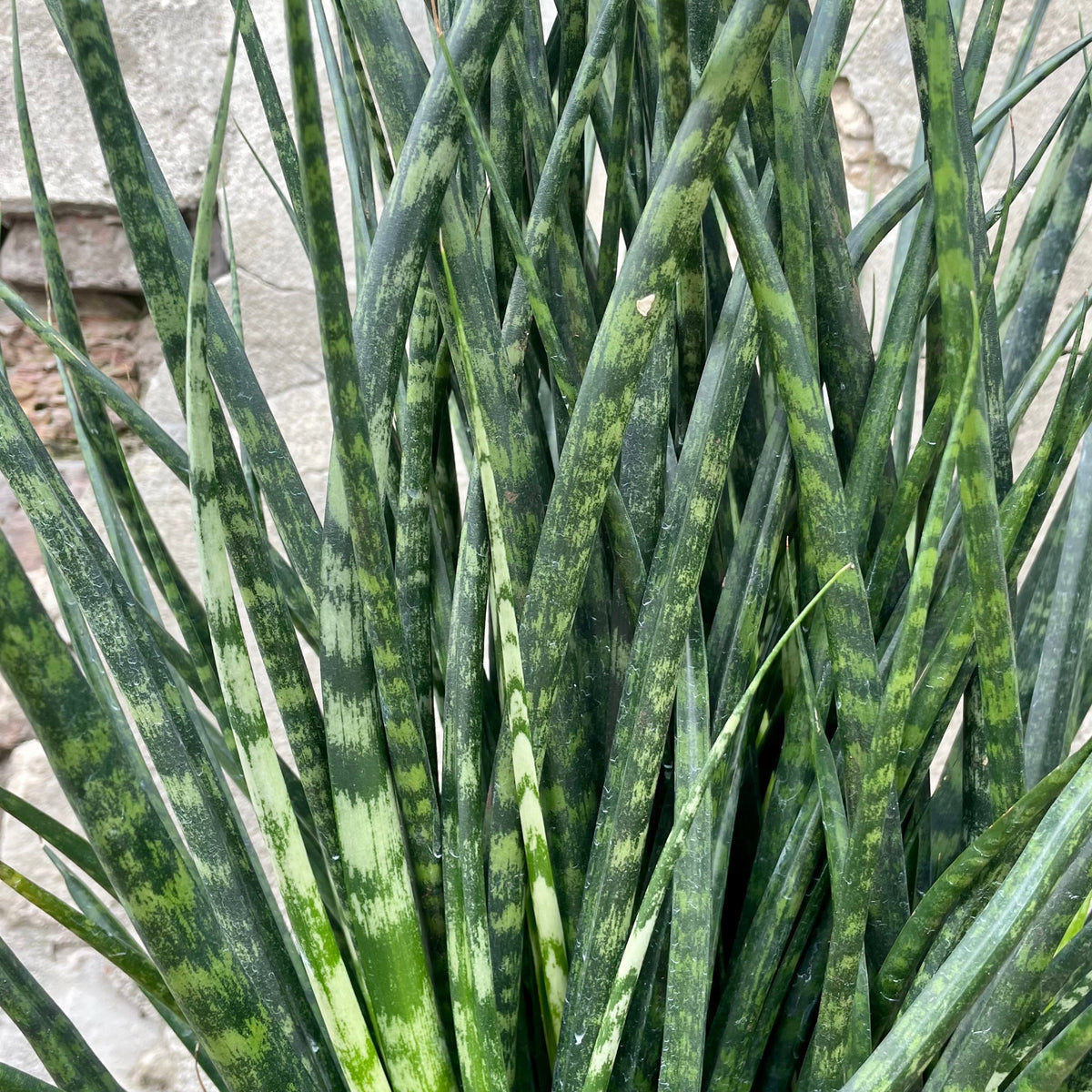 sansevieria fernwood wikipedia Sansevieria 'Fernwood' 10" at SPROUT HOME