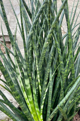 Close up photo of banded dark green narrow leaves of Sansevieria 'Fernwood' against a cement wall.