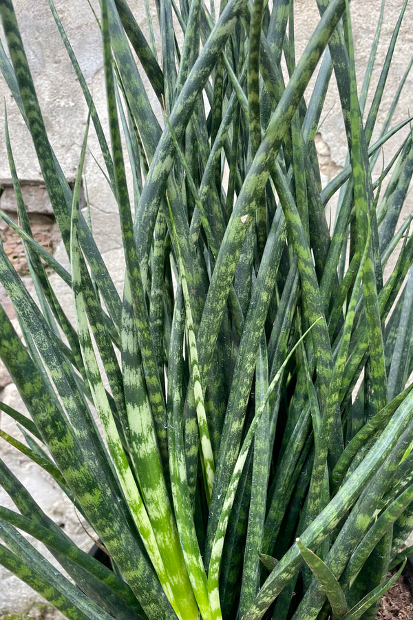 Close up photo of banded dark green narrow leaves of Sansevieria 'Fernwood' against a cement wall.