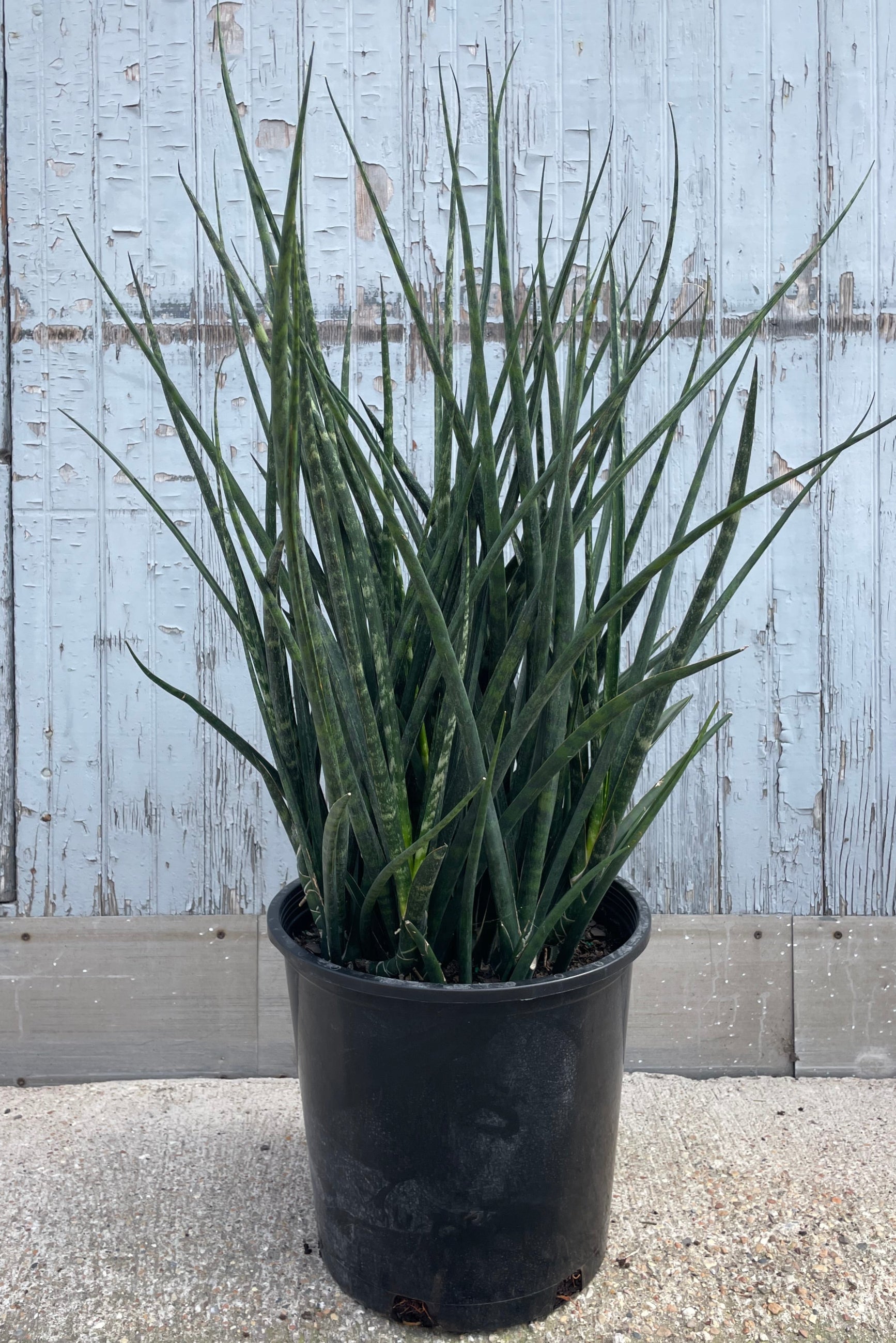 Photo of a potted plant with narrow upright dark green leaves in front of a gray wall. Sansevieria 'Fernwood' ©Sprout Home