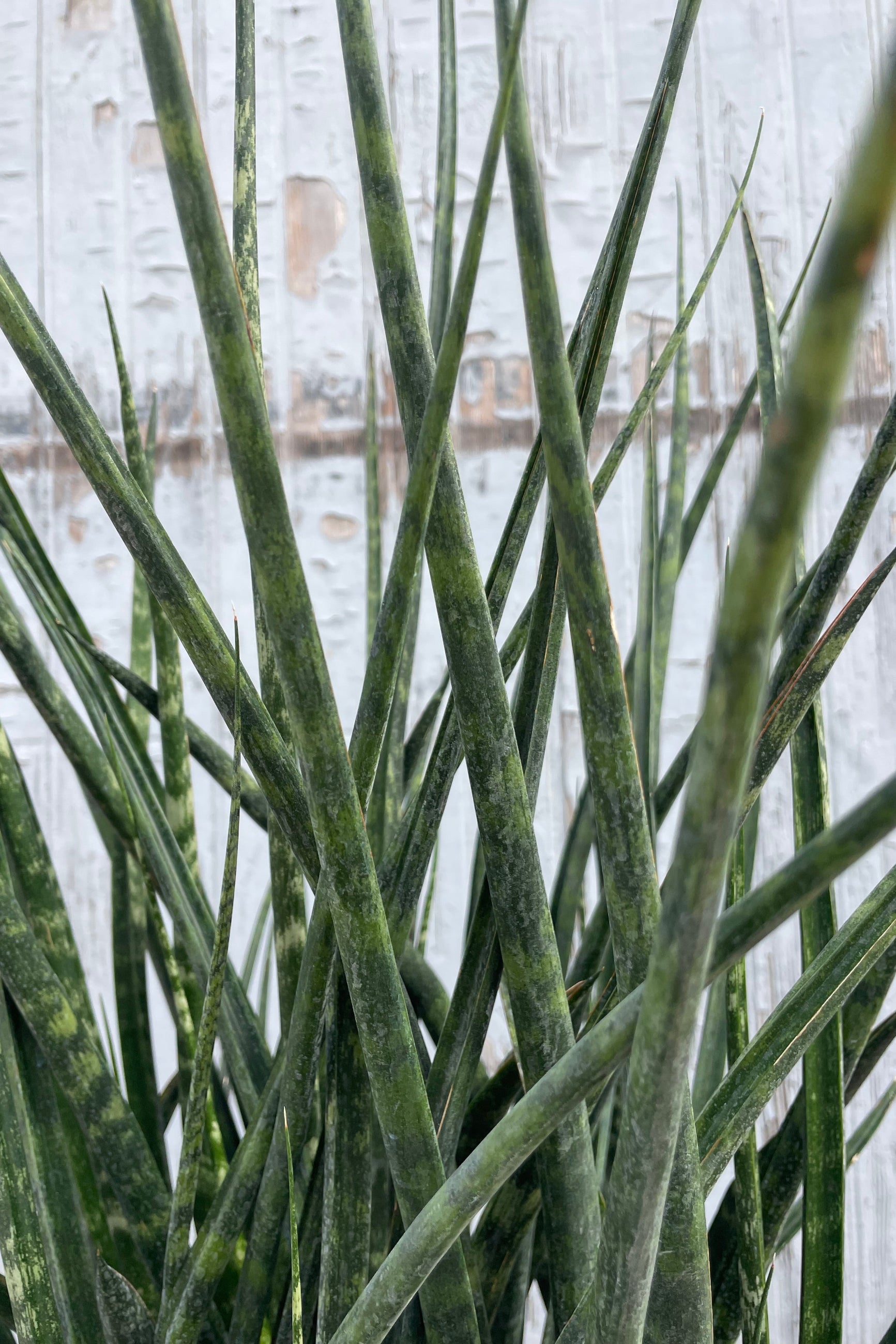Close Photo of a Sansevieria 'Fernwood' with narrow dark green leaves in front of a blurred background ©Sprout Home