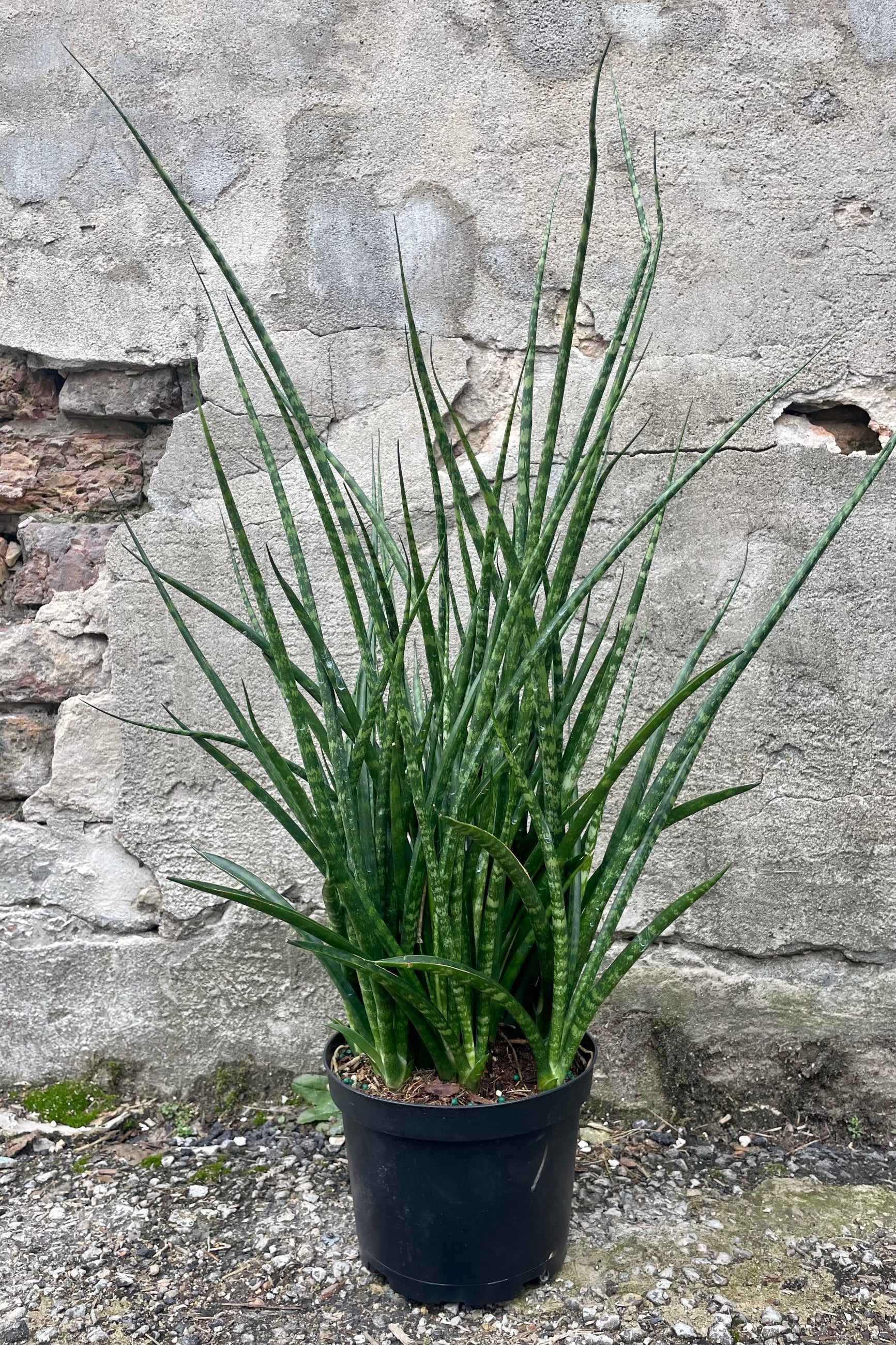Photo of a Sansevieria snake plant 'Fernwood Mikado' long narrow green leaves in a black pot against a cement wall. ©Sprout Home