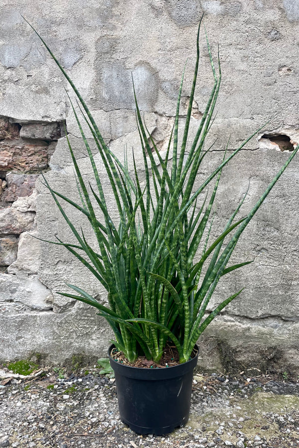 Photo of a Sansevieria snake plant 'Fernwood Mikado' long narrow green leaves in a black pot against a cement wall.