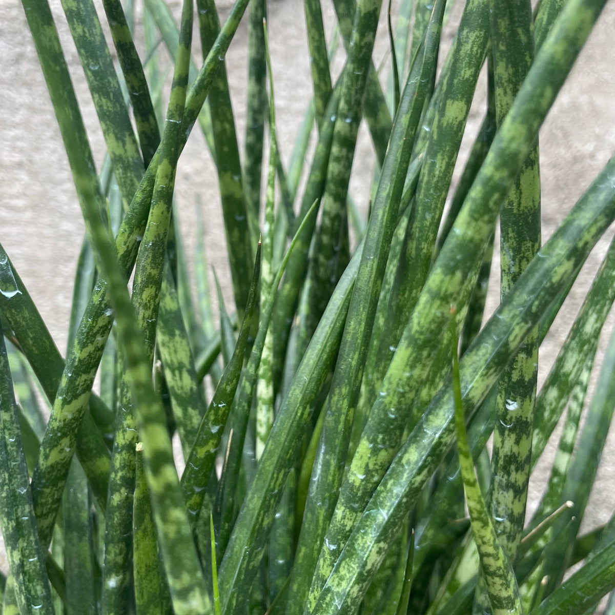 Sansevieria 'Fernwood Mikado' 6