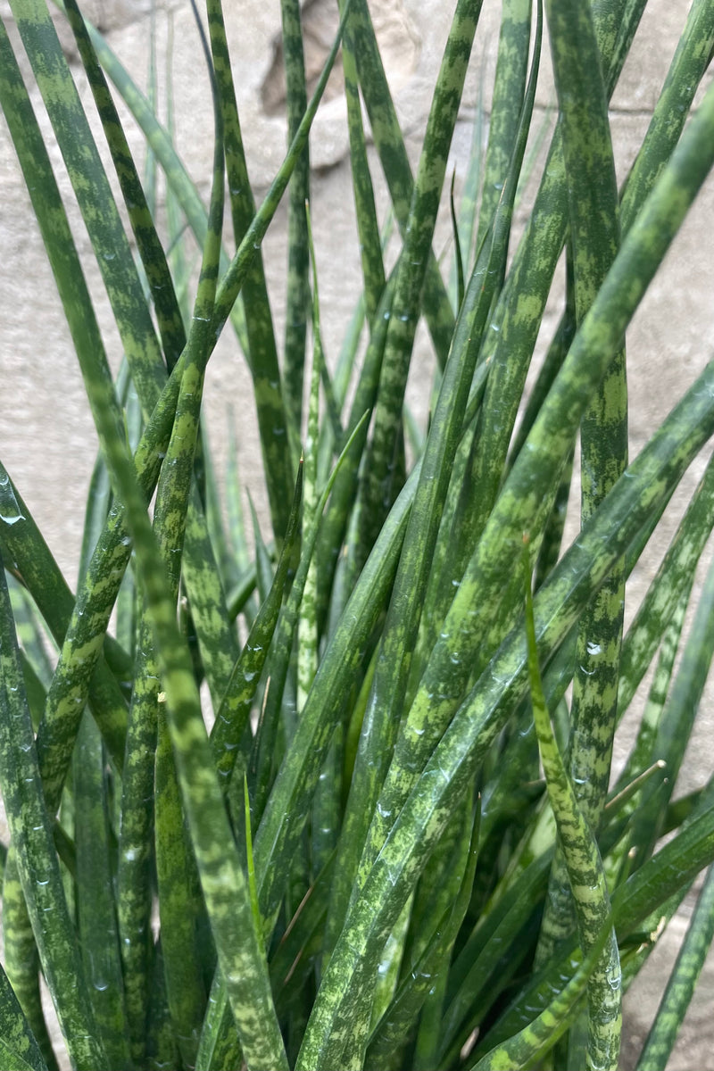 Close photo of long narrow green mottled leaves of Sanseieria 'Fernwood Mikado' Snakeplant against a cement wall.