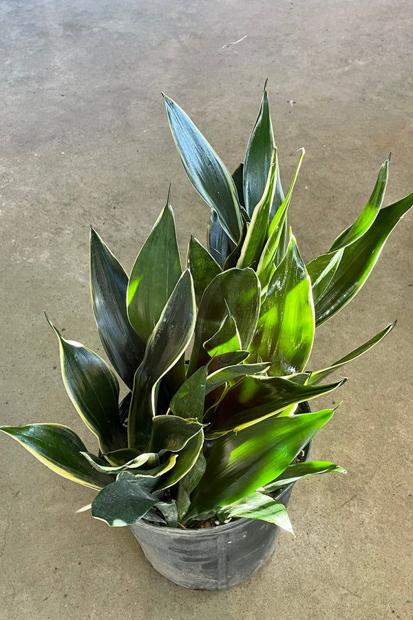 Photo of Sansevieria "Snake Plant" 'Fabit' with stout, broad dark green leaves and a pale margin in a black pot against a concrete background.