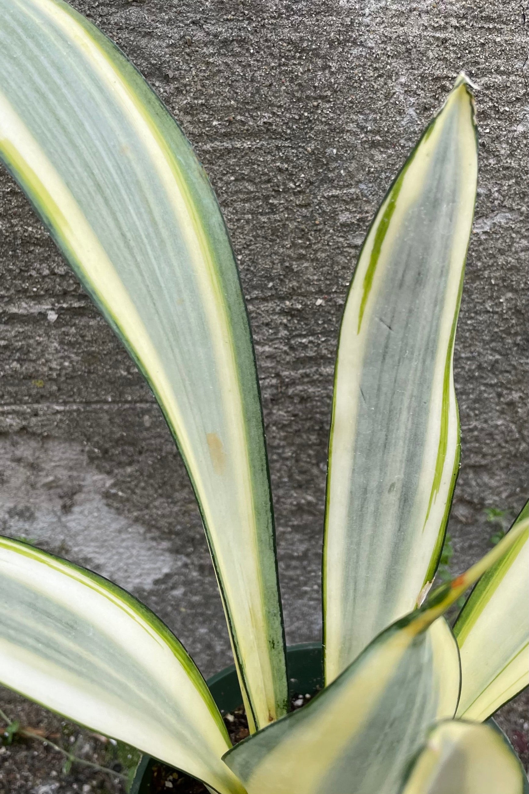 A detailed view of Sansevieria trifasciata 'Ghost' 4" against concrete backdrop ©Sprout Home