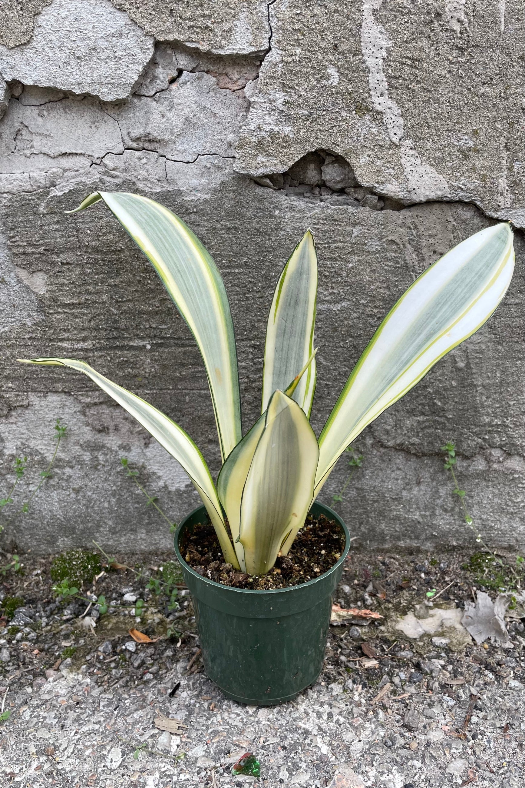 A full view of Sansevieria trifasciata 'Ghost' 4" in grow pot against concrete backdrop ©Sprout Home
