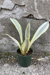 A full view of Sansevieria trifasciata 'Ghost' 4" in grow pot against concrete backdrop