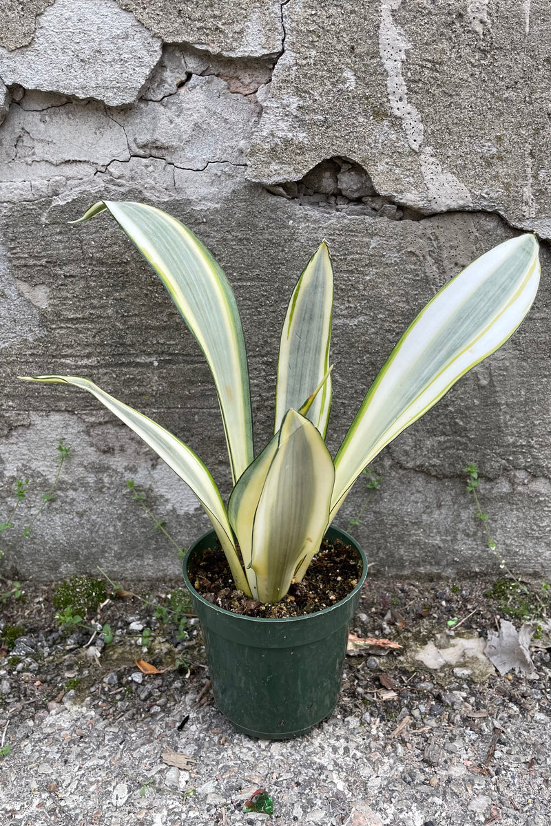 A full view of Sansevieria trifasciata 'Ghost' 4" in grow pot against concrete backdrop