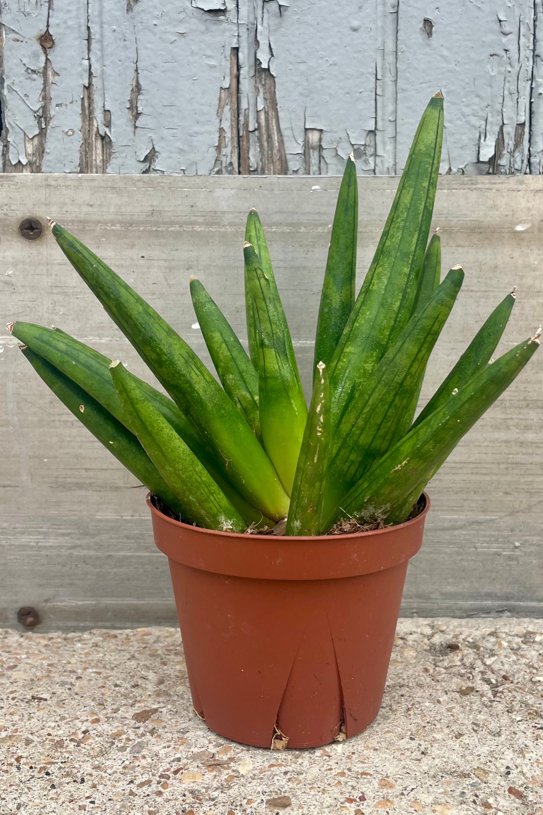Photo of a sculptural plant in front of a wooden wall ©Sprout Home