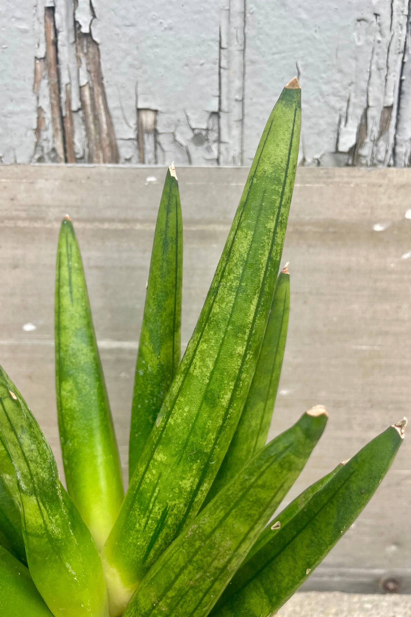 Close photo of thick pointed green leaves in front of a wooden wall ©Sprout Home