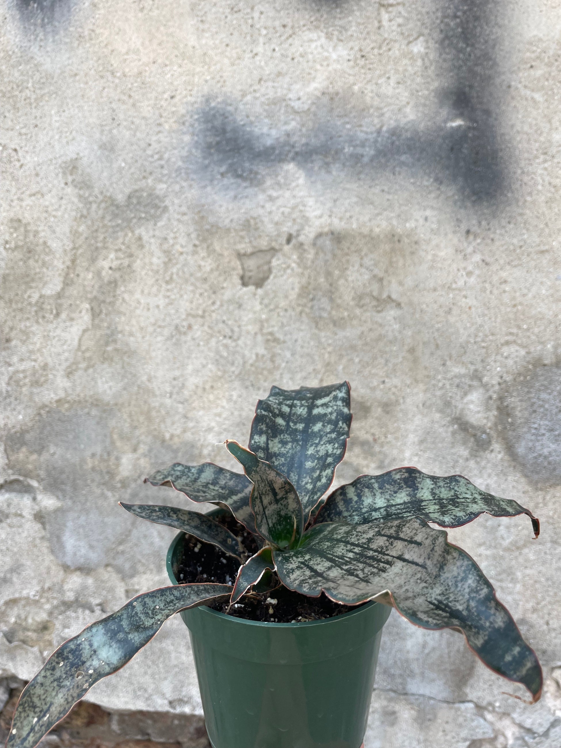 Sansevieria kirkii 'Coppertone' in a 4" growers pot sitting on a concrete floor at Sprout Home.  ©Sprout Home