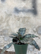 Sansevieria kirkii 'Coppertone' in a 4" growers pot sitting on a concrete floor at Sprout Home. 